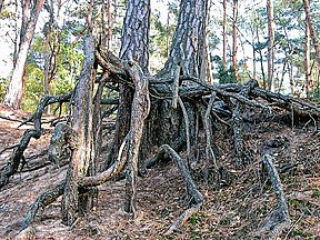 Tree with exposed roots, Poland