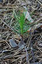 Seedling, Czech Republic