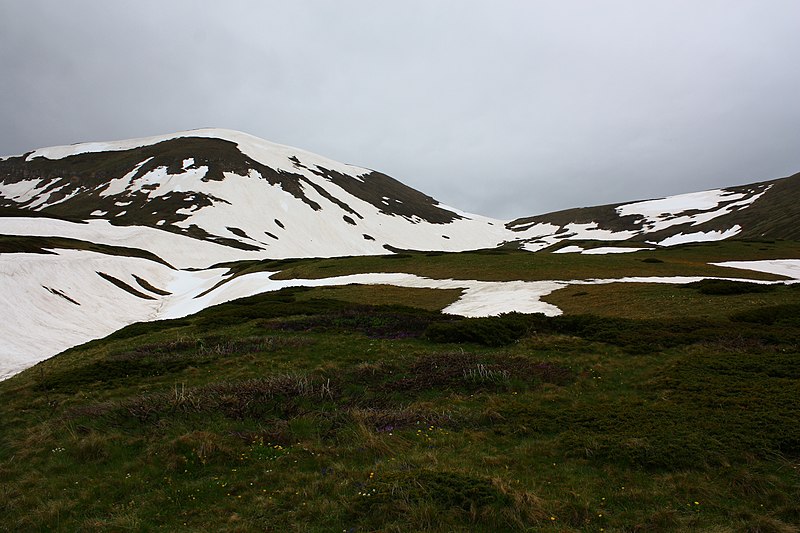 File:Sar Planina Maj 2010 (155).jpg