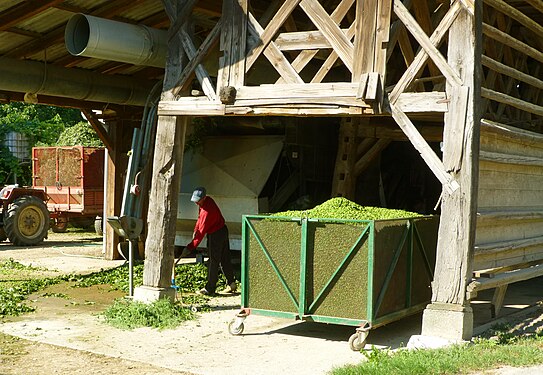 Hop harvest end of August.