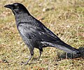 Corvus caurinus (cat.)