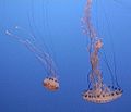 Jellyfish in the Monterey Bay Aquarium