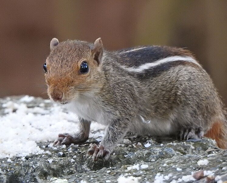 File:Jungle Palm squirrel 7.jpg