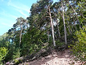 Rehbergs, Germany