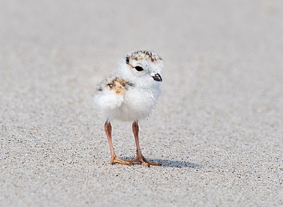 Charadrius melodus (Piping Plover), chick