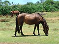 Yonaguni (horse) (cat)