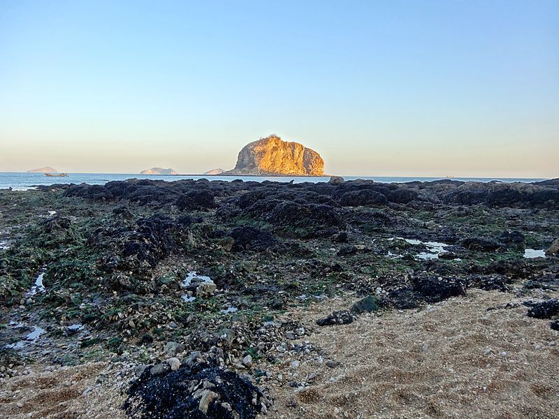 File:Mussels Dalian.JPG