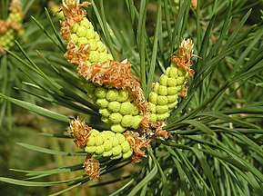 Pollen cones, Bialowieza, Poland