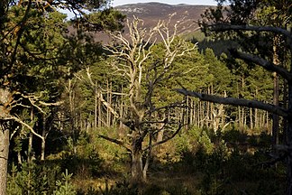 Glenmore Forest, Speyside, Scotland