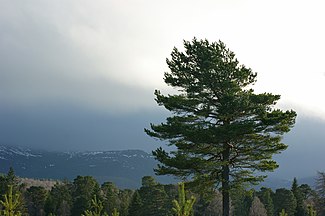 Near Aviemore, Scotland