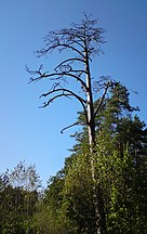 Drewnica Forests, Poland