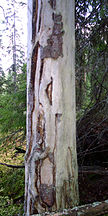 Old fire damage, Grangärde, Sweden.