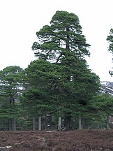 Deeside, Mar Lodge, Scotland: April 2005