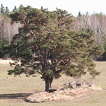 Trees, Sweden