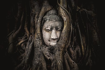 The head of a sandstone Buddha statue nestled in the tree roots beside the minor chapels of Wat Maha That, Phra Nakhon Si Ayutthaya Province, Thailand. The temple is one of the most tourist and photographic attractions in the UNESCO World Heritage Site of Ayutthaya, an ancient capital of Siam. Photograph: Siripatwongpin Licensing: CC-BY-SA-4.0