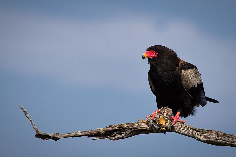 File:Bateleur Eagle with Kill.jpg