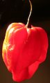 Scotch bonnet (this isn't really a Scotch Bonnet, wrong fruit shape, see previous image)