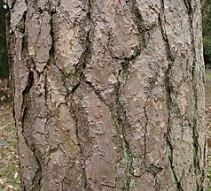 Bark (nl:bast), Netherlands