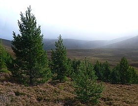 Monadh Mor, Scotland