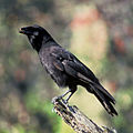 Corvus hawaiiensis (cat.)