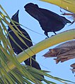 Corvus leucognaphalus (cat.)