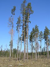 Białowieża, Poland