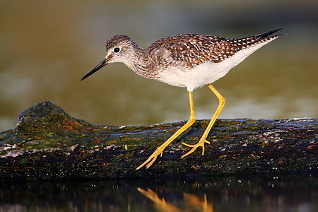 Tringa flavipes (Lesser Yellowlegs)