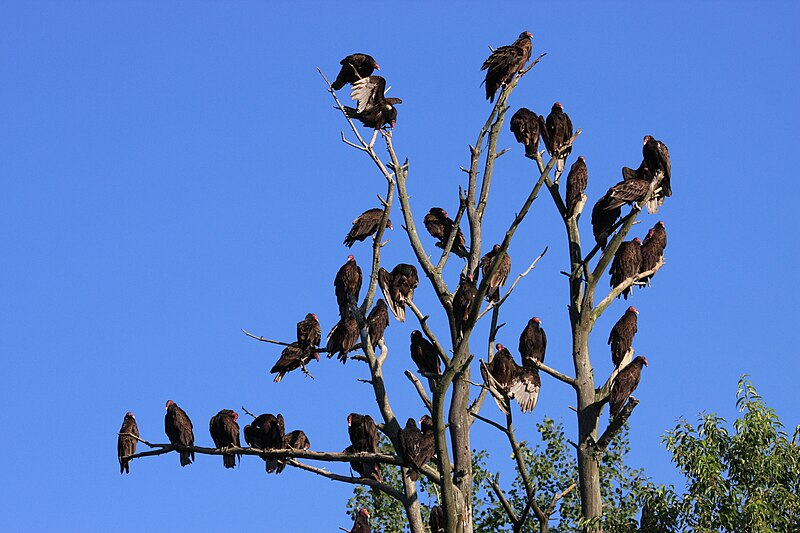 File:Cathartes aura roost 2 SAA.jpg