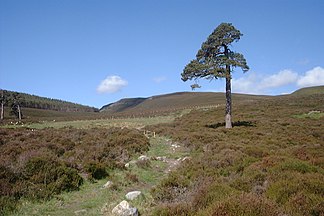 Deeside, Mar Lodge, Scotland