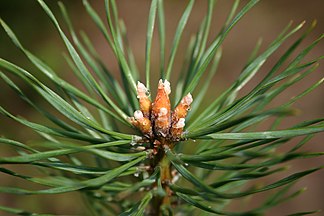 Pinus sylvestris near Boronów, in Park Krajobrazowy Lasy nad Górną Liswartą