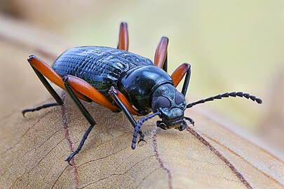 Tenebrionidae