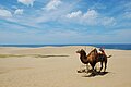 Tottori Sand Dunes