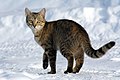 "Felis_catus-cat_on_snow.jpg" by User:Ebrahim