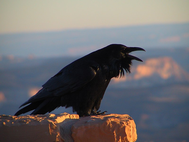 File:Corvus corax (NPS).jpg