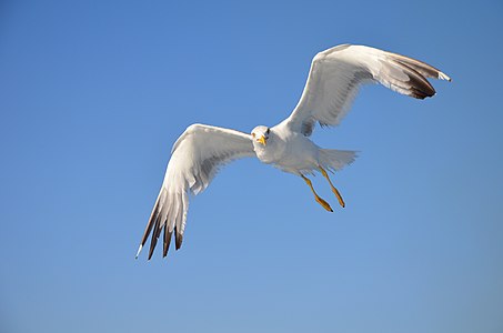 Larus michahellis (Yellow-legged Gull)