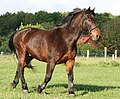 Category:Latvian warmblood (Lettisches Warmblut)