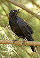 Corvus coronoides (cat.)