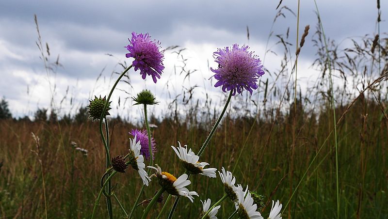 File:Knautie des champs (Belarus).jpg