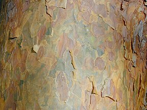 Bark (upper trunk) Germany