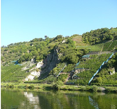 Vineyards in Pünderich (Moselle, km 94)