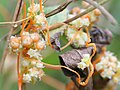 Cuscuta campestris