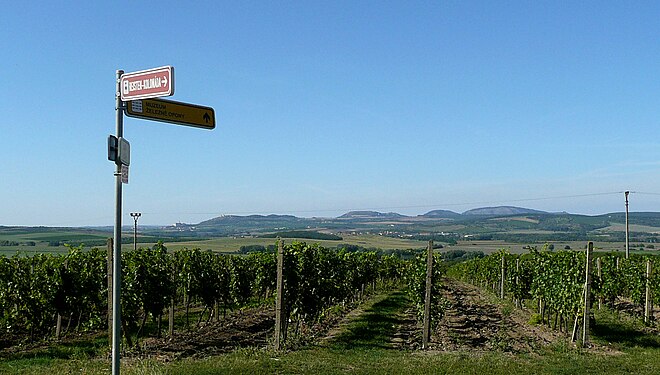 Wine growing region Valtice