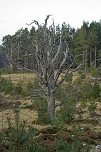 Glenmore Forest, Speyside, Scotland