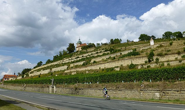 Liběchov vineyards