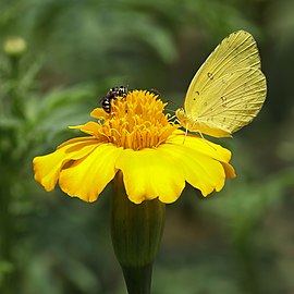 Vespidae (wasp) and eurema blanda (three-spot grass yellow) butterfly on a tagetes lucida (marigold)