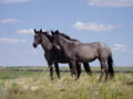 Nokota horse (cat)