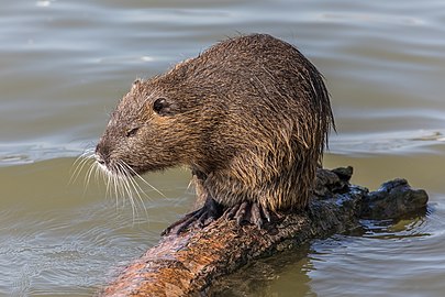 Wild Myocastor coypus (coypu/nutria) in Oise River in France