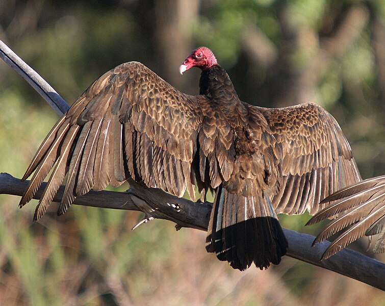 File:Turkey vulture Bluff.jpg