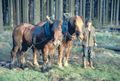 English: Category:Forestry with horses Deutsch: Pferde in der Forstwirtschaft