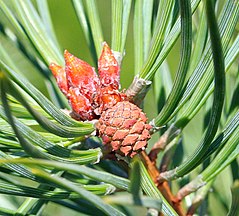 Young cone in summer